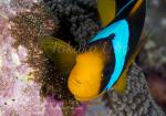 Anemonefish 04tc Orange-fin aerating eggs 5838