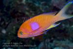 Anthias 01tc Square Spot female changing to male 5708