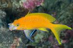 Anthias 03tc Square-spot female cleaning by Wrasse 5711