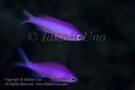 Anthias 06tc Purple Queen juv 4980