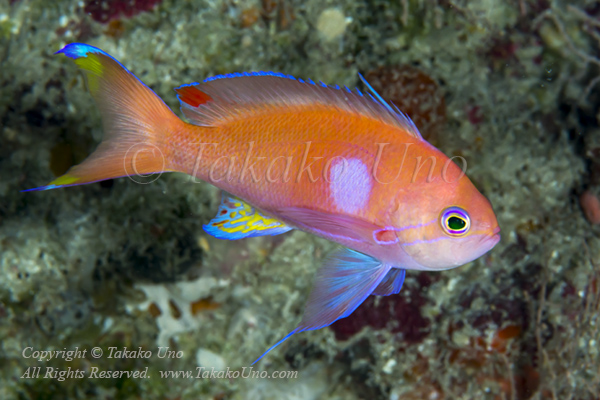 Anthias 09tc Square-spot female changing to male 6233