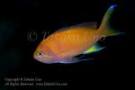 Anthias 10tc Square-spot female changing to male 5051