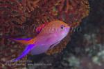 Anthias 12tc 5091