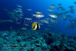 Bannerfish 01t & Snapper 7998