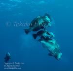 Bumphead 21tc spawning 3971