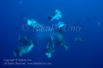 Bumphead 24tc parrotfish spawning 8288