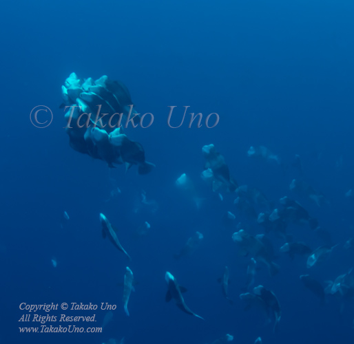 Bumphead 25tc1 parrotfish spawning 3976