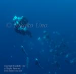 Bumphead 25tc1 parrotfish spawning 3976