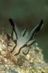 My 3rd new Nudi species, Thecacera, published in "Nudibranchs of the World" by Helmut Debelius & Rudie Kuiter 2007