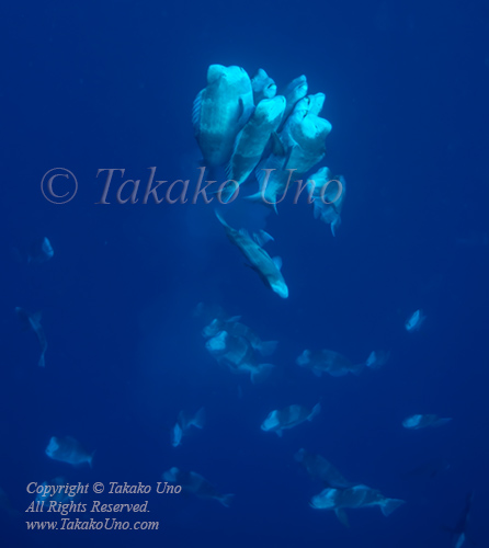 Bumphead 68tc parrotfish spawning 8493
