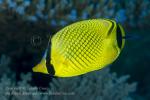 Butterflyfish 03tc Latticed & Cleaner Wrasse 6851