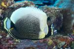 Butterflyfish 03tc Reticulated 5726