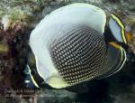 Butterflyfish 03tc Reticulated 5778