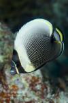 Butterflyfish 04tc Reticulated 6201