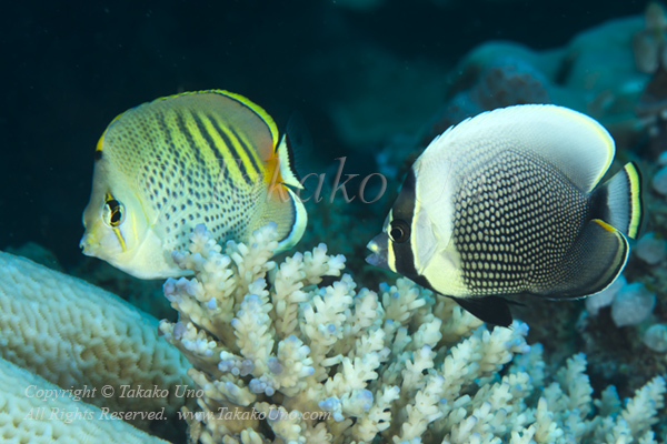 Butterflyfish 05tc Spot-banded (left) & Reticulated 4994