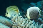 Butterflyfish 05tc Spot-banded (left) & Reticulated 4994
