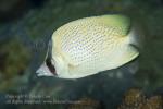 Butterflyfish 07tc Speckled 5794