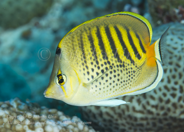 Butterflyfish 08tc Spot-banded 5895