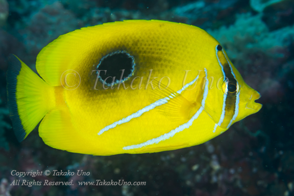 Butterflyfish 08tc Bennett's 7164