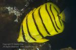Butterflyfish 11tc Eight-lined 2295