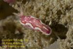 Noumea unidentified Nudi 09tc 0550 note line on rhinophores, NOT Noumea varians