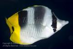 Butterflyfish 14tc Double-saddled 6721