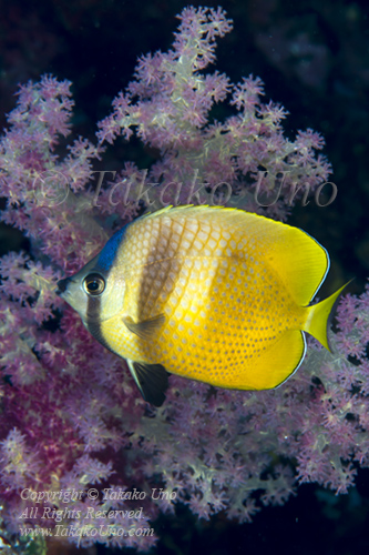 Butterflyfish 15tc Dusky or Black-lipped 4750