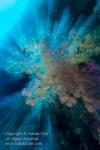 Coral 03t 7921