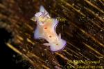 Ceratosoma trilobatum juv.? 04tc ls