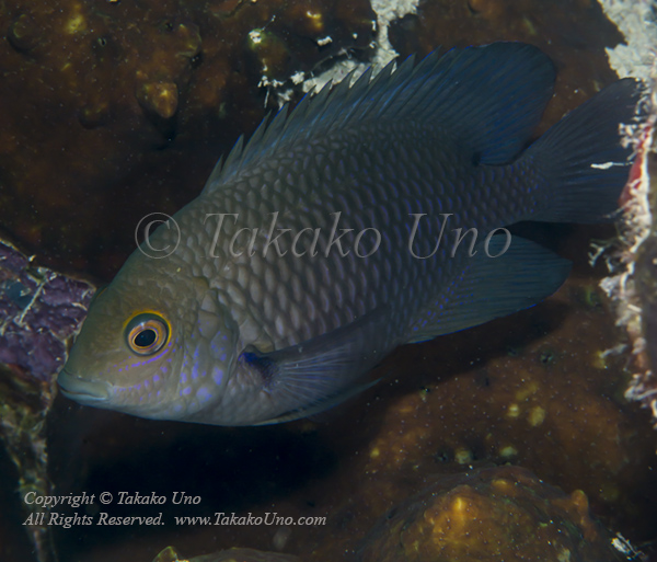 Damsel 06tc 2302