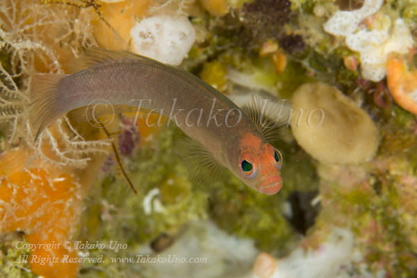 Dottyback 06tc 5268