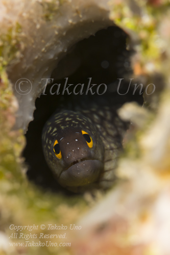 Eel 01tc Golden-eye Moray 7098