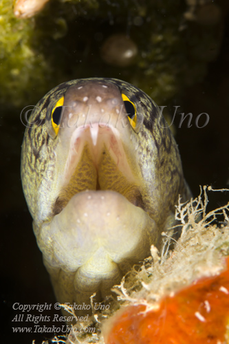 Eel 01tc Moray Eel 4722