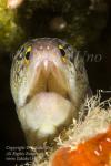 Eel 01tc Moray Eel 4722