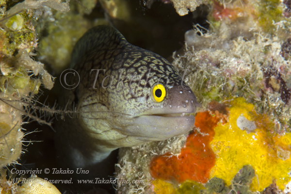 Eel 02tc Moray Eel 4725