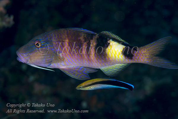 Goatfish 01t & Cleaner Wrasse 7006