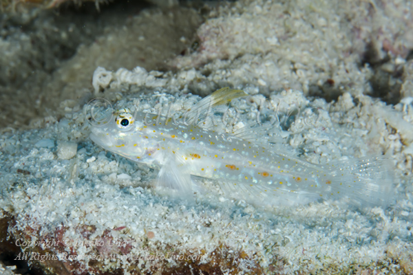 Goby 01tc 6735