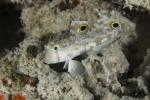 Goby 01tc Crab-eye 4228