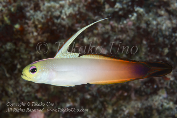 Goby 02tc Red Fire Goby 6932