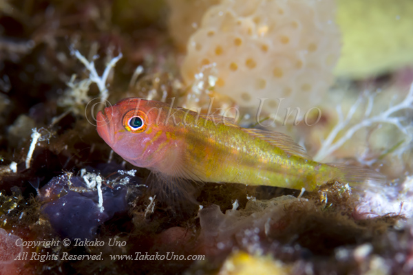 Goby 03tc Trimma 6995