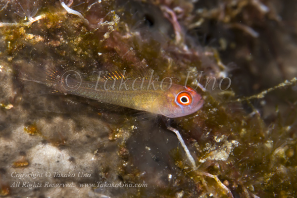 Goby 04tc 4742