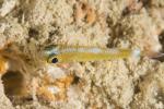 Goby 04tc Newly Identified Cave Goby 5543