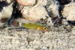 Goby 04tc Randall’s Pygmy 5559