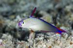 Goby 04tc Purple Fire Goby 6991