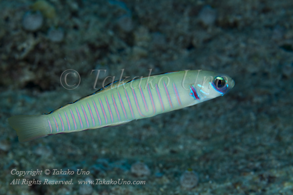 Goby 04tc Zebra 4523