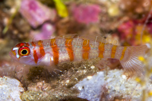 Goby 05tc Candycane dwarf 4743