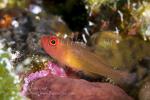 Goby 05tc Trimma 7058