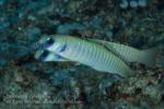 Goby 05tc Zebra 4530