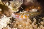 Goby 06tc 7061