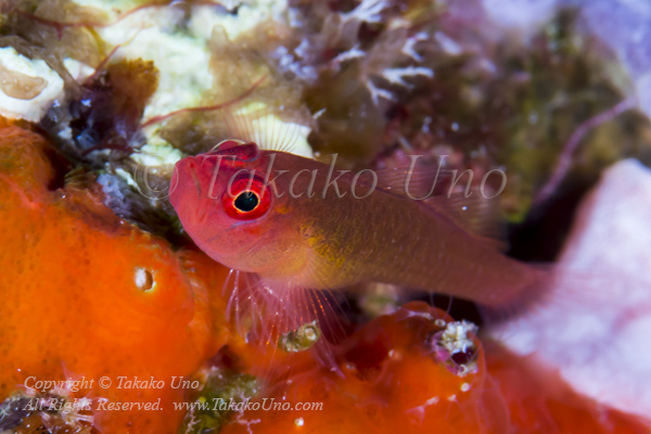 Goby 09tc 5863